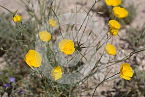 ESCHSCHOLZIA PARISHII - TWENTYNINE PALMS - 042420 B