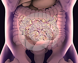 Gut bacteria , gut flora, microbiome. Bacteria inside the small intestine, concept, representation. 3D illustration photo