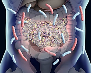 Gut bacteria , gut flora, microbiome. Bacteria inside the small intestine, concept, representation.