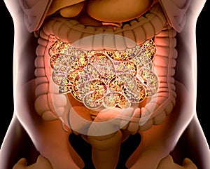 Gut bacteria , gut flora, microbiome. Bacteria inside the small intestine, concept, representation. 3D illustration