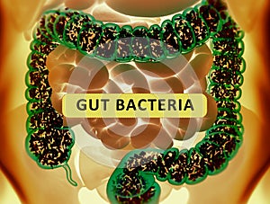 Gut bacteria, microbiome. Bacteria inside the large intestine, concept, representation. 3D illustration