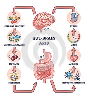 Gut brain axis as intestinal and nervous system interaction outline diagram photo