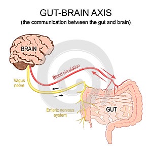 Gut-brain axis. Blood circulation, Vagus nerve from brain to intestine photo