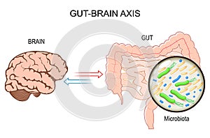 Microbiome Gut Brain Axis