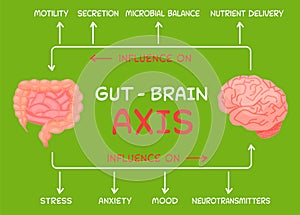 Gut - Brain AXIS landscape poster. Useful infographic. Human internal organs connection.