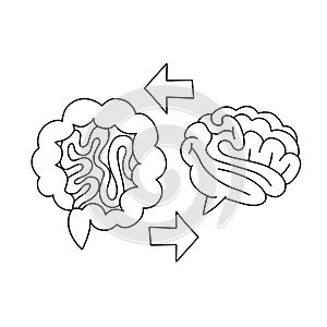 Gut Brain Axis linear concept. Brain and stomach with arrows line illustration. Brain gut connection. Psychobiotic photo