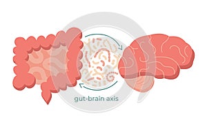 Gut-brain axis and microbiome concept. Enteric nervous system in human body, small and large intestine. Signals from photo