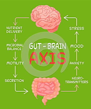 Gut - Brain AXIS vertical poster. Useful infographic. photo