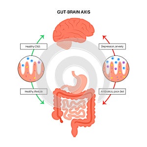 Gut brain connection photo