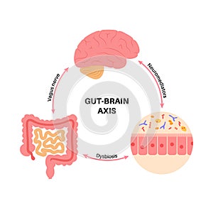 Gut brain connection photo