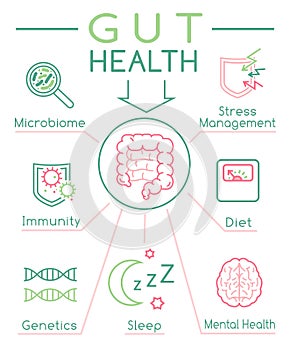 Gut health vertical poster. Editable vector illustration