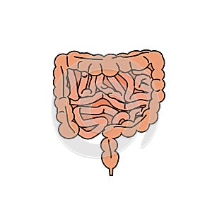 Gut human digestive system