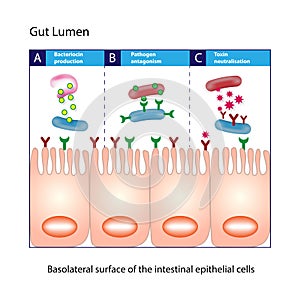 Gut Lumen. Columnar epithelial cells