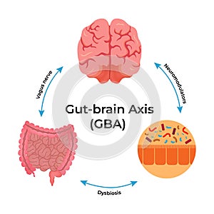 GutBrain Axis: A Visual Guide