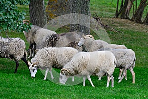 Gute sheep on a meadow of gotland, sweden