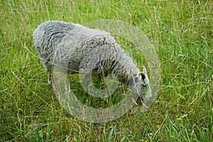 A Gute sheep, Ovis aries, grazes in a meadow in Sanssouci Park. Potsdam, Germany