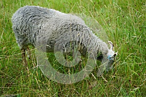 A Gute sheep, Ovis aries, grazes in a meadow in Sanssouci Park. Potsdam, Germany