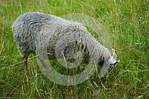 A Gute sheep, Ovis aries, grazes in a meadow in Sanssouci Park. Potsdam, Germany