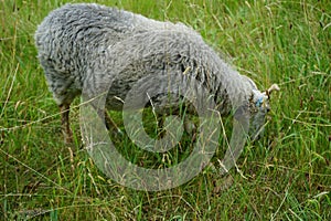 A Gute sheep, Ovis aries, grazes in a meadow in Sanssouci Park. Potsdam, Germany