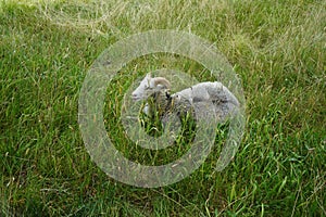 A Gute sheep, Ovis aries, grazes in a meadow in Sanssouci Park. Potsdam, Germany