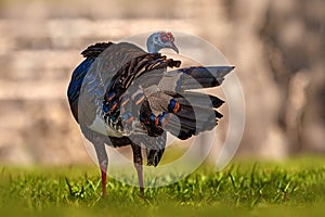 Gutemala nature. Ocellated turkey, Meleagris ocellata, rare bizar bird, Tikal National Park, Gutemala. Wildlife scene from nature photo