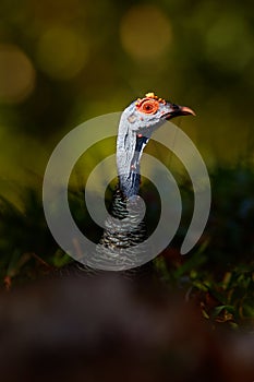 Gutemala nature. Ocellated turkey, Meleagris ocellata, rare bizar bird, Tikal National Park, Gutemala. Wildlife scene from nature photo