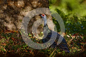 Gutemala nature. Ocellated turkey, Meleagris ocellata, rare bizar bird, Tikal National Park, Gutemala. Wildlife scene from nature photo