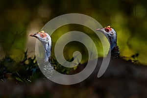 Gutemala nature. Ocellated turkey, Meleagris ocellata, rare bizar bird, Tikal National Park, Gutemala. Wildlife scene from nature photo