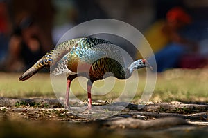 Gutemala nature. Ocellated turkey, Meleagris ocellata, rare bizar bird, Tikal National Park, Gutemala. Wildlife scene from nature photo