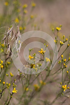 GUTIERREZIA SAROTHRAE BLOOM - SAN BERNARDINO MTNS - 070920 C