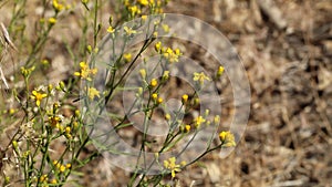 GUTIERREZIA SAROTHRAE BLOOM - SAN BERNARDINO MTNS - 070920 V A