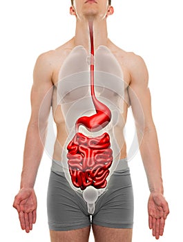 Guts Male - Digestive System - Internal Organs Anatomy - 3D illustration