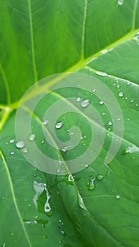 Guttation droplets biology leaf