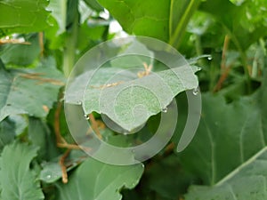 Guttation on green leaf at field natural