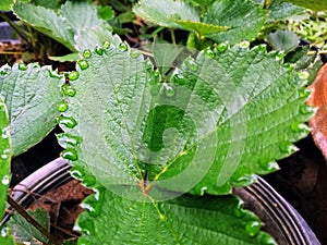 Guttation on a leaf is the exudation of drops of xylem sap on the tips or edges of leaves of some vascular plants