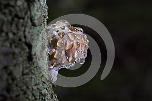 Guttation on red belt conk, Fomitopsis pinicola, closeup photo