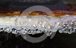 Guttation on red belt conk, Fomitopsis pinicola, closeup photo