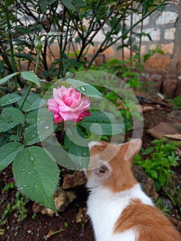 guttation of rose leaves and cat