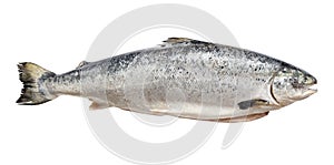 Gutted raw salmon from Faroe islands isolated