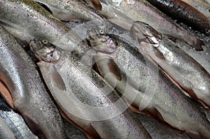 Gutted sea bass whole fish at market for sale, fresh fish, cooled  on ice