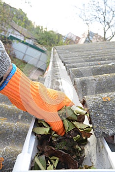 Gutter Leaf Removal Photo. Roof gutter with fallen leaves. Rain gutter with roofer hand cleaning photo