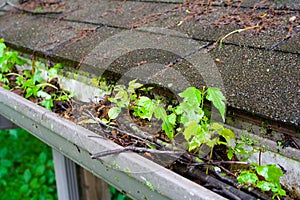 Gutters needing cleaned