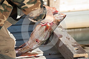 Gutting a Brookie at the Fishing Dock