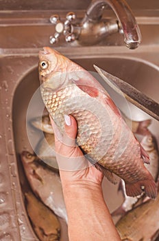 Gutting and cleaning of fish over the sink