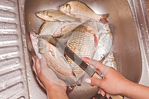 Gutting and cleaning of fish over the sink