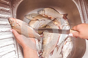 Gutting and cleaning of fish over the sink