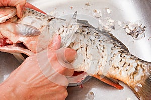 Gutting of freshly caught fish carp