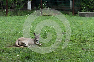 Guugu Yimidhirr-kangaroo
