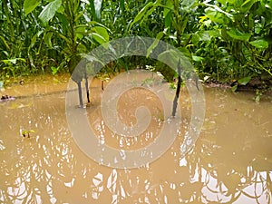 The Guvar or Cluster Bean seedlings fields were flooded photo