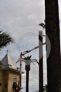 guy cut down palm tree with boom lift